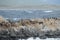 South American sea lion, Otaria flavescens, breeding colony and haulout on small islets just outside Ushuaia.