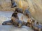 South American sea lion Otaria flavescens colony in Southern Chile