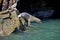 South American Sea Lion or Southern Sea Lion, Female Leaping from Rocks, otaria byronia, Paracas National Park in Peru