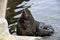 The South American sea lion swims in water