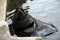 The South American sea lion swims in water