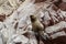 South American Sea Lions Otaria Flavescens sunbath on the rocks.