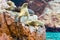 South American Sea lions relaxing on rocks of Ballestas Islands in Paracas National park,Peru.