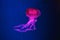 South American sea nettle jelly fish swim underwater aquarium pool with pink neon light