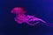 South American sea nettle jelly fish swim underwater aquarium pool with pink neon light