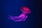 South American sea nettle jelly fish swim underwater aquarium pool with pink neon light