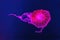 South American sea nettle jelly fish swim underwater aquarium pool with pink neon light