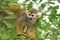 South american squirrel monkey