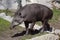 South american tapir