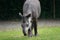 South American Tapir grazing on green grass