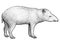 South American tapir illustration, drawing, engraving, ink, line art, vector