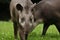 South american tapir in the nature habitat