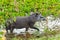 South American tapir in the North Pantanal in Brazil