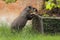 South American tapir reaching compost