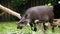 South american Tapir. Tapirus Terrestris