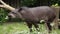 South american Tapir. Tapirus Terrestris