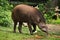 South American tapir (Tapirus terrestris).