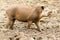 South American Tapir Tapirus Terrestris