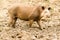 South American Tapir Tapirus Terrestris