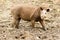 South American Tapir Tapirus Terrestris