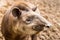 South American Tapir Tapirus Terrestris