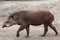 South American tapir (Tapirus terrestris)