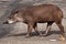 South American tapir (Tapirus terrestris)