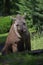 The South American tapir Tapirus terrestris