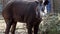 South American tapir Tapirus terrestris, also known as the Brazilian tapir. Wild life animal