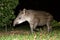 South American tapir Tapirus terrestris in natural habitat during night, cute baby animal with stripes, portrait of rare animal