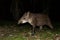 South American tapir Tapirus terrestris in natural habitat during night, cute baby animal with stripes, portrait of rare animal