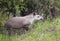 South american tapir walking in grass