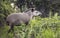 South american tapir walking in grass