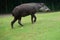 South American Tapir walking on green grass hill.