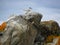 South American tern sterna hirundinacea bird on rocks