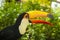 South american toucan bird with open beak