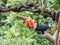 South American Toucan eating watemelon