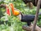 South American Toucan eating watemelon