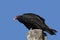 South American Turkey Vulture, cathartes aura ruficollis, Adult