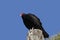 South American Turkey Vulture, cathartes aura ruficollis, Adult