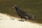 South American Turkey Vulture, cathartes aura ruficollis, Adult standing near Water, Los Lianos in Venezuela
