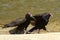 South American Turkey Vulture, cathartes aura ruficollis, Adults walking near Water, Los Lianos in Venezuela