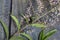 South American verbena bush leaf and flower