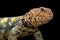 South Arabian Spiny-tailed Lizard (Uromastyx yemenensis)