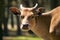 South Asian Banteng or Tembadau