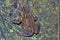 South Asian garden toad Bufo melanostictus