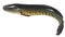 South Asian Giant snakehead fish