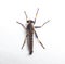 A South Australia Robber Fly, Assassin Fly or Bee Killer Asilidae family isolated on white background.