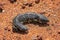 South Australia â€“ Outback desert with a shingleback lizard on red soil