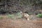 South Australia â€“ outback wilderness with a common wallaroo in front of trees and bush